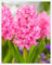 Bulbo Di Giacinto,Giacinto Bulbi,Bulbi Giacinto In Vaso,Fiore Reciso Perenne,Profumato,Decorativo,Da Giardino-4bulbi-D