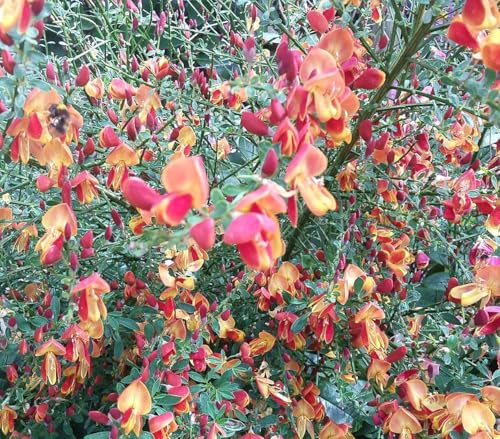 Edelginster Cytisus scoparius 'Lena' Besenginster 40-60 cm immergrün winterhart Freilandaufzucht