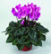 15 Seeds - Cyclamen Laser Synchro Lila : Seeds Only