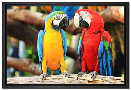Pixxprint Zwei Papageien auf einem AST Leinwandbild 60x40 cm im Bilderahmen, Wandbild, Schattenfugenrahmen, Kein Poster