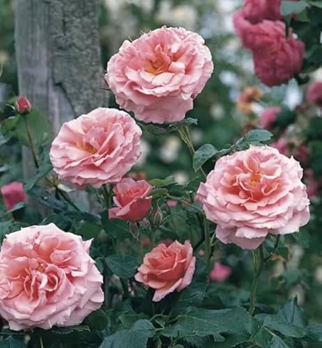 Climbing Rose Aloha, Pink/Peach Flowers, 3LT Pot, Garden Plant, Scented- Lovely Pink Colour