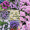 1000 pcs Astern Samen Mehrjährig, seltene pflanzen, wohnzimmer deko Aster tataricus gartenpflanzen winterhart, blumen pflanzen blumen balkon, garten geschenke für frauen winterharte