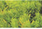 Sedum Lemon Ball Poulet rembourré Vert clair 12 cm