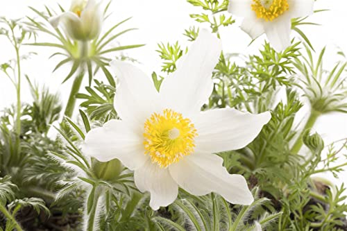 Pulsatilla vulgaris 'Pinwheel Weiß' ca. 9x9 cm Topf - Küchenschelle, weiße Blüten, Blütezeit März-April, ideal für Steingärten, bienenfreundlich, pflegeleicht