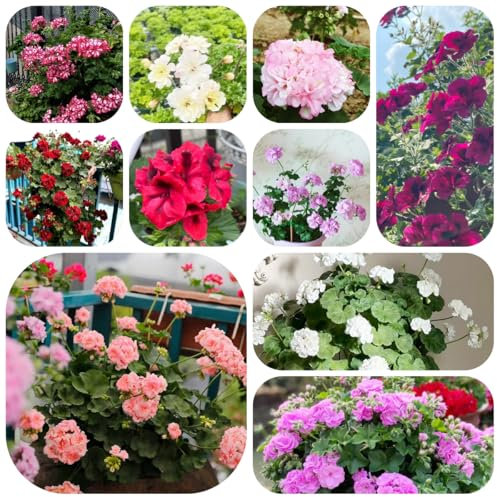 piante di geranio pendenti - semi gerani resistenti semi esotici di balcone erbe selvatiche piante di fiori da balcone fiori selvatici balcone 60pcs