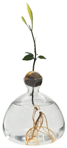 Vaso di coltivazione in vetro per avocado e castagne, vaso per fiori di avocado in vetro, vaso idrico in vetro per avocado per decorazione soggiorno e tavolo da pranzo, vasetto per germogli