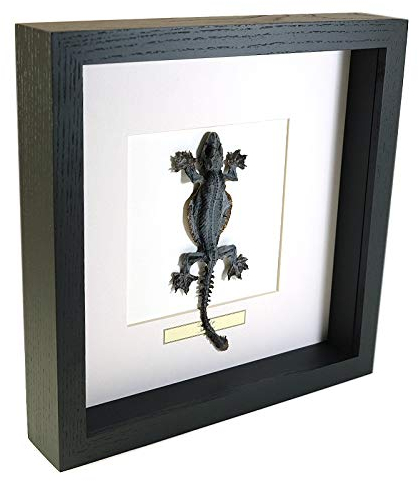 Lizard – Reptile - Vrai Insect de taxidermie monté sous Verre dans Un Cadre Fait Main en Bois Noir