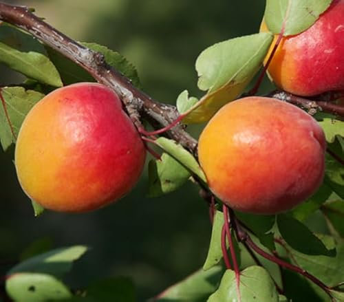 Dehner Aprikose Orangered, buschiger Aprikosenbaum mit saftig-würzigen Früchten, 9.5 l Topf, Obstbaum