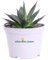 Pianta di Agave Attenuata Shaka Zulu pianta di Agave Blue Glow pianta da esterno pianta da interno pianta ornamentale di Agave pianta succulenta pianta vera venduta da eGarden.store