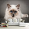 YXTSmurals Süß Tier Katze Fototapete 3D Effekt Vlies Tapeten Wandtapete Xxl Moderne Wanddeko Design Wand Dekoration Wohnzimmer Schlafzimmer Büro Wandaufkleber Kunst Hintergrund