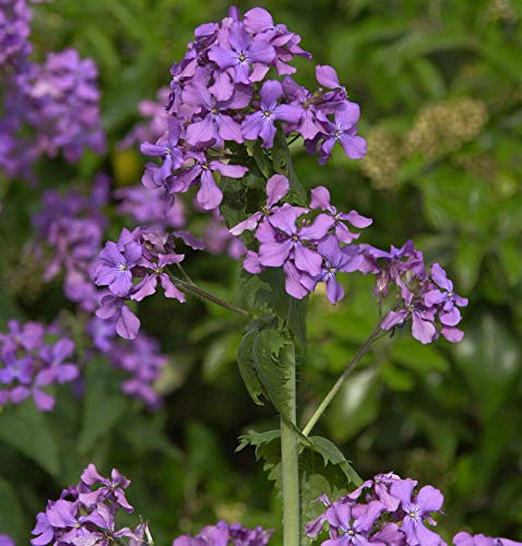 Silberling - Lunaria annua - lebende Gartenpflanze aus den Baumschulen