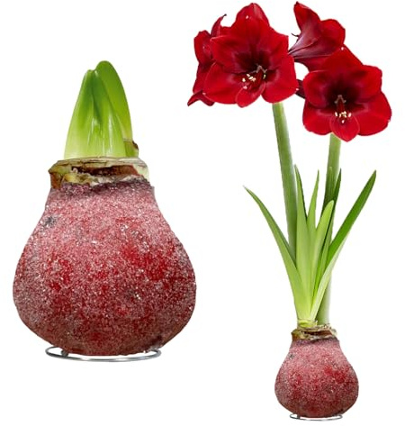 Wachs Amaryllis Gewachst Pflegeleicht- Glitzer - 2 Zwiebeln | Gewachste Amaryllis-Zwiebel aus Holland, Großformat 28/30, ohne Topf und Erde, ohne Gießen (kein Samen, nicht künstlich)