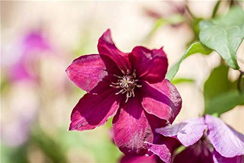 Clematis Hybride 'Rouge Cardinal' 100–150 cm – Winterhart & Mehrjährig – Waldrebe – Kletterpflanze für Pergola & Rankhilfe