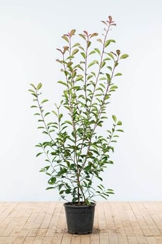 Glanzmispel ‚Red Robin‘ – Photinia fraseri – Heckenpflanze – Auswahl der Höhe 60–200 cm – immergrün & winterhart – ideal für dichte Hecken (Variante 150-175cm)