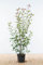 Glanzmispel ‚Red Robin‘ – Photinia fraseri – Heckenpflanze – Auswahl der Höhe 60–200 cm – immergrün & winterhart – ideal für dichte Hecken (Variante 150-175cm)