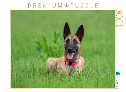 CALVENDO Puzzle EIN Motiv aus dem Kalender Traumhund Malinois | 1000 Teile Lege-Größe 64 x 48 cm Foto-Puzzle für glückliche Stunden