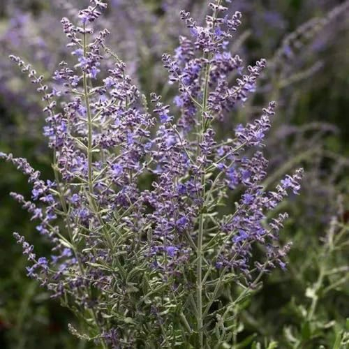 100 pcs Blauraute pflanze winterhart samen - bienenfreundliche blumensamen,Perovskia abrotanoides, wildblumensamen topfpflanzen flowers blumendeko dachbegrünung bienenwiese saatgut