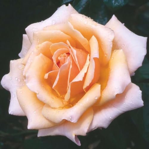 YouGarden Rose 'Fab at 50', Birthday Present, 50th Gift, Presented in a 3L Pot, Ready to Plant