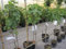 Feigenbaum Dottato - Ficus carica - Fico - Hochstamm 90