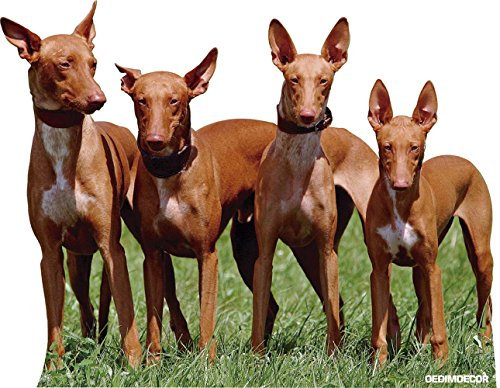 Aufkleber Auto Hund Jagd Gruppe von Kaisers selbstklebend | 20 x 16 cm aus robustem wirtschaftlichen und einfaches | Aufkleber für Autos