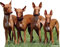Aufkleber Auto Hund Jagd Gruppe von Kaisers selbstklebend | 20 x 16 cm aus robustem wirtschaftlichen und einfaches | Aufkleber für Autos