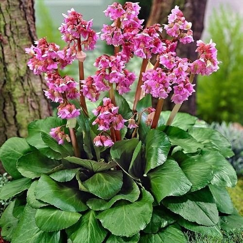 15 Semi Heartleaf Bergenia fiori (Bergenia Cordifolia)