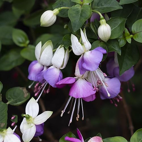 300 pcs balkonpflanzen fuchsien samen - kleines geschenk für frauen winterharte stauden mehrjährig Fuchsiensamen ausgefallene geschenke zimmerbonsai bonsai blumenwiese