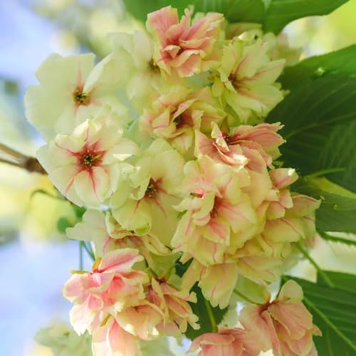 20 pcs kirschblüten winterharte pflanzen für garten sakura baum saatgut samen blumenwiese samen bio saatgut garten samen winterharte pflanzen pflanzen samen kirschblütenbaum balkon