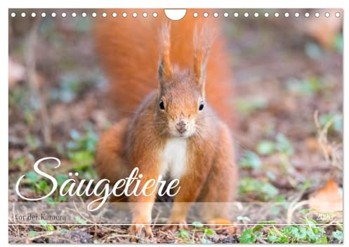 Säugetiere vor der Kamera (Wandkalender 2026 DIN A4 quer), CALVENDO Monatskalender: Sie sehen heimische Säuger in ihrer Umgebung (CALVENDO Tiere)
