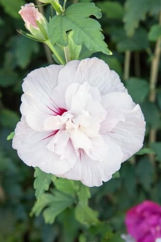 Hibiscus syriacus 'Starburst Chiffon' 40-60 cm – Winterhart, Mehrjährig, Pflegeleicht – Gartenhibiskus – Heckenpflanze für Garten & Sichtschutz