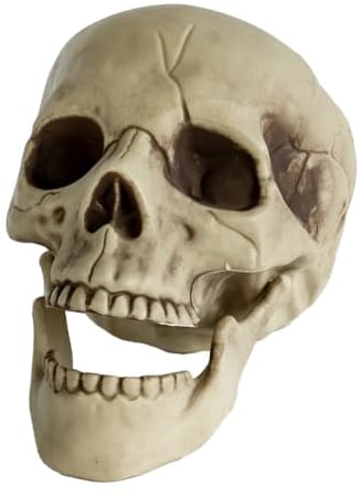 Horror-Shop Totenkopf mit beweglichem Kiefer 20cm als Deko