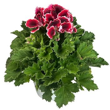 Edelgeranie (Pelargonium Grandiflorum) – Natürliche Außenpflanze – 14-cm-Topf – Natürliche Blüten für Terrasse und Garten