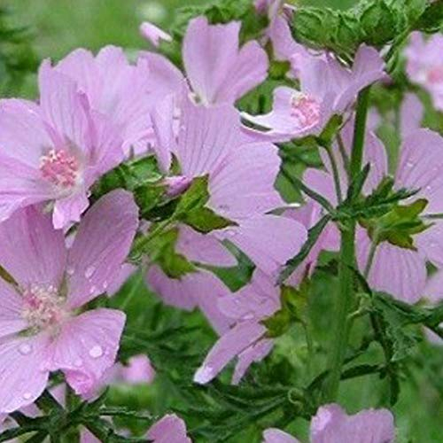6 x Malva Moschata 'Rosea' - Moschus-Malve rosa Topf 9x9cm