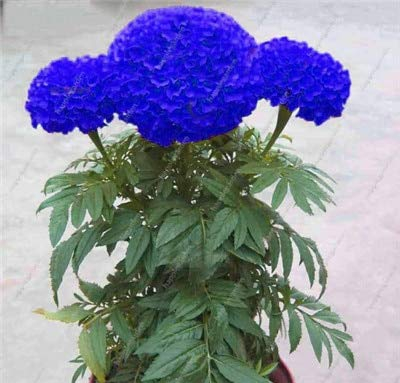SVI Frische 200 Stück Marigold Tagetes Erecta Blumensamen zum Anpflanzen blau