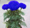 SVI Frische 200 Stück Marigold Tagetes Erecta Blumensamen zum Anpflanzen blau