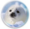Deluxebase Magnidome - Seehund Seehund Kristallglas Kühlschrank Magnet für Kinder. Hervorragende gewölbte Magnete für Wohndekoration und Zubehör