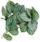 Feuilles de Plantes en Soie de Reptile, Décoration D'Aquarium de Simulation Branche D'Arbre Ermite Crabe Réservoir Décorations D'Habitat pour Animaux de Compagnie avec Ventouse pour Aquarium de Terrar
