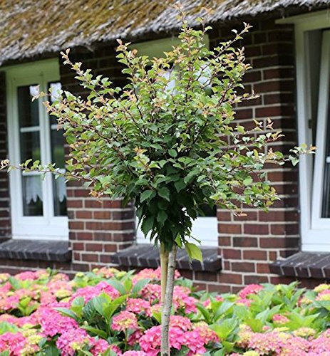 Hochstamm Geschlitzte Zierkirsche Kojou no mai 40-60cm - Prunus incisa