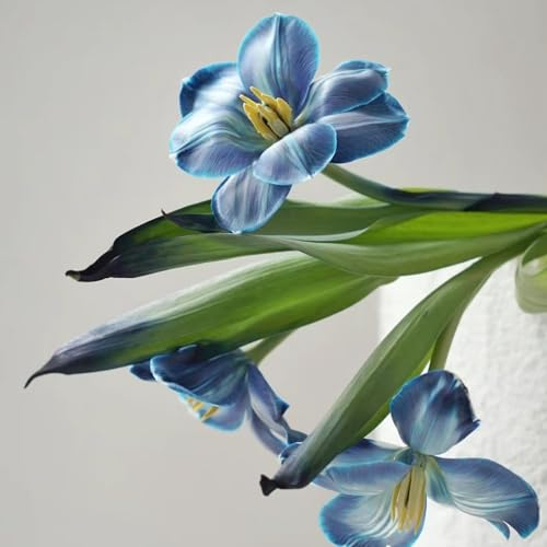 5 Pcs Tulpenzwiebeln Kaufen - Tulipa Gesneriana - Tulpen Zwiebeln, Frühlingsblumen Zwiebeln, Zimmerbonsai Bonsai Tulpenzwiebel, Blumenzwiebeln Tulpen, Blumen Winterhart, Bienenfreund