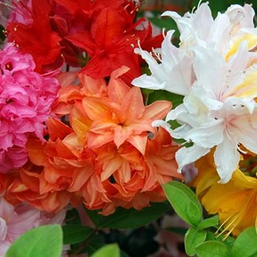 MÉLANGE 6 AZALÉES DU JAPON ARBUSTES NAINS PLANTES DE JARDIN COLORÉES EN POT