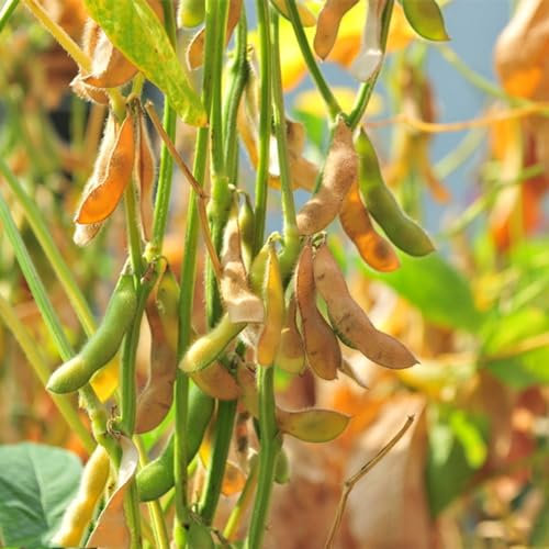 50 pz Semi di soia biologici, Semi di ortaggi resistenti per piante da contenitore Glicina massima, vaso per piante aromatiche bonsai da interno bonsai Piante da orto, piante giovani,