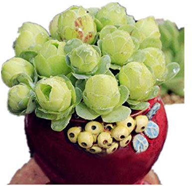 KINGDUO Egrow 100Pcs/Pack Greenovia Flores Semillas Montaña Verde Rosa Suculentas Plantas Bonsai Semillas