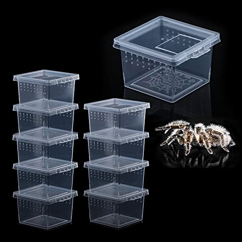 10 Stück Insektenspinnen-Terrarien Brutkasten Brutkasten kleine Reptilien Skorpion Tausendfüßler Acryl Zuchtbox (kleine Größe)