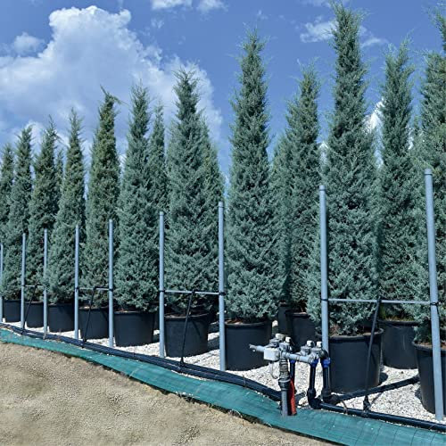 Cipresso Cupressus arizonica fastigiata pianta esemplare in mastello ø40 cm h. 250 cm circa Vivaio di Castelletto