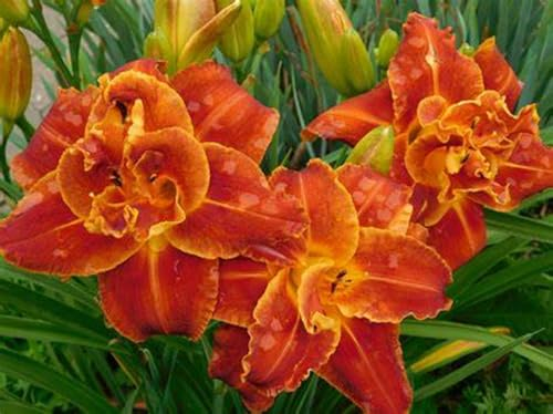 Taglilienzwiebeln, Winterharte KüBelpflanzen,KräFtige VitalitäT,Wilde Taglilie, MehrjäHrige Zwiebelpflanzen, Blumenwiese Samen Pflanzen FüR DraußEn Winterhart -3zwiebeln-A