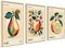 Fruit Vintage Poster Set | 3 x 50x70cm MIT RAHMEN HOLZ | Küche Restaurant Esszimmer Wall Art Pomelo Apfel Orange Botanical Wanddeko