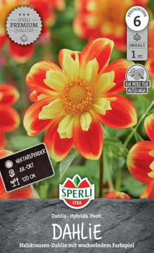 Sperli Dahlie Pooh 268409 - Halskrausen-Dahlie mit wechselndem Farbspiel, einer Wuchshöhe von 120 cm und einem Inhalt für eine Pflanze - Blumensamen, Saatgut