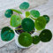 Hardy Pilea Peperomioides - Planta de interior en maceta perfecta para hogares y oficinas