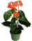 Plant in a Box - Flamingoblume - Anthurium 'Madural Orange' - Höhe 40-55cm - Topf 14cm - Blühende Zimmerpflanze - Orange