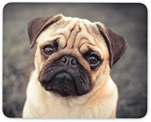 Destination Vinyl Ltd Beautiful Tan Pug Dog Mouse Mat Pad - Puppy Mum Sister Fun Gift Computer #8623